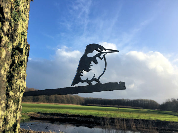 Birdwise - Eisvogel