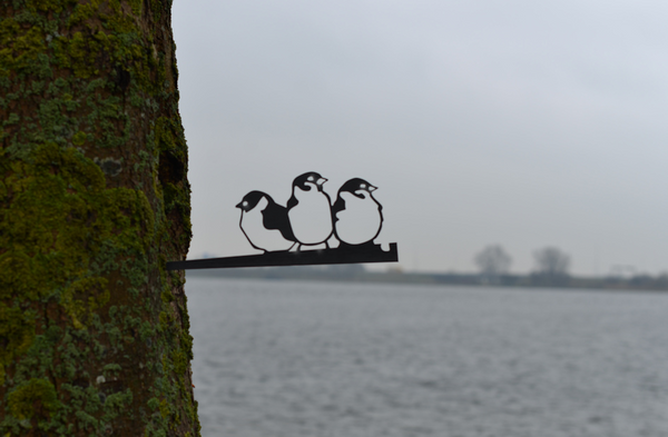 Birdwise - House Sparrow Trio #3