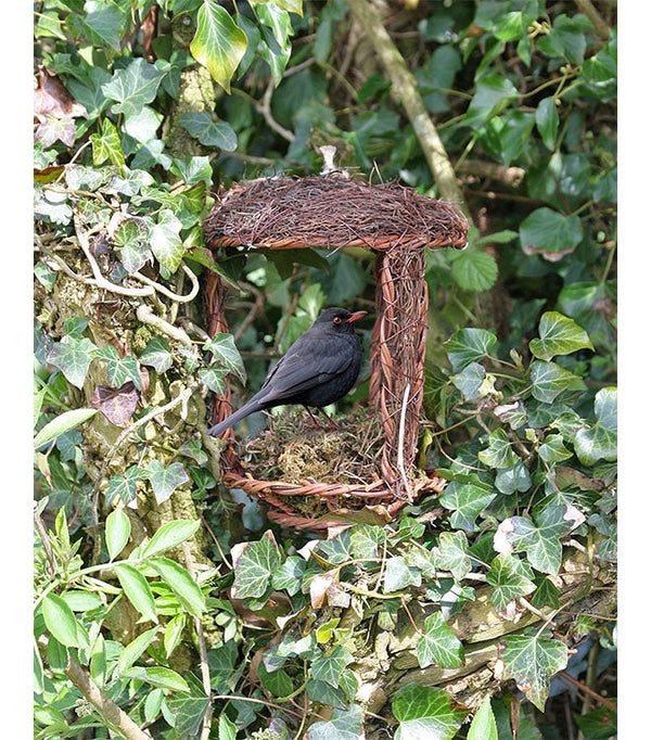 Öffne Nest Friend