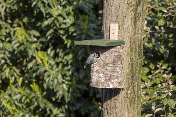 Berken Nestkast 28mm – in de tuin