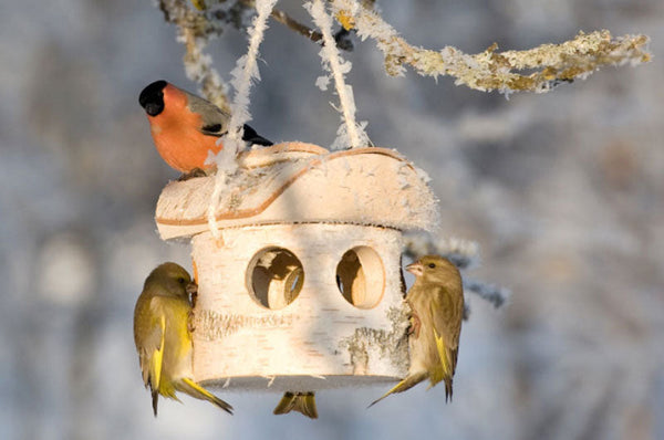 Birch bird feeder 