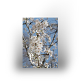 Tuinposter - Kersenbloesem wit - 100x70cm