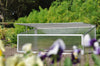 Royal Well - Viola
