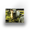 Tuinposter - Sheep - 100x70cm