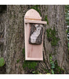 Tree Creeper Box